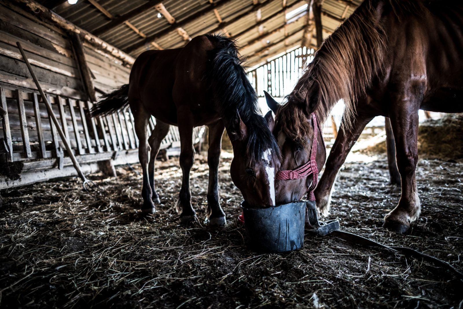 two horses eating in a pole barn